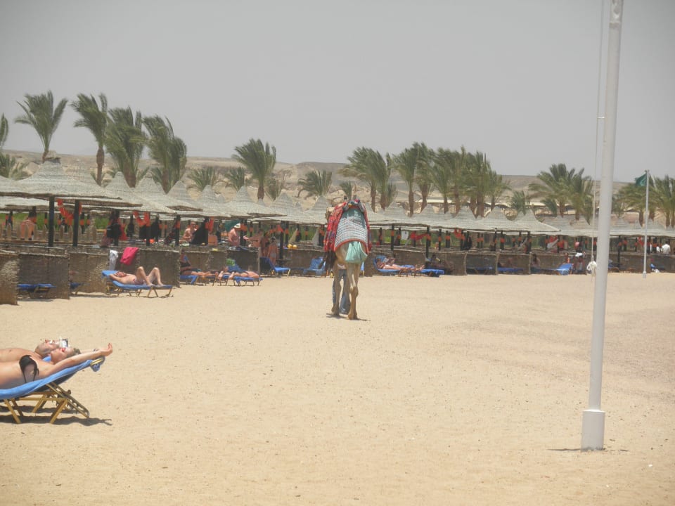 Strandspaziergang der anderen Art! Jaz Dar EL Madina