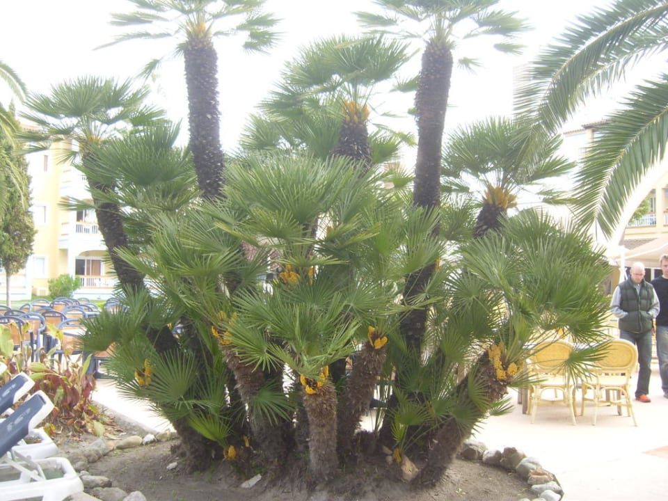 Palmen Alcudia Garden Aparthotel
