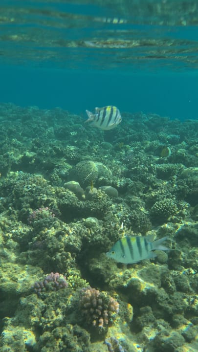 Sport & Freizeit Fort Arabesque Resort, Spa & Villas