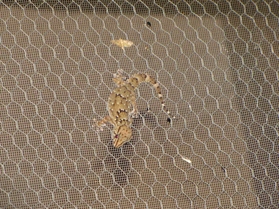 Gecko Kalahari Tented Camp