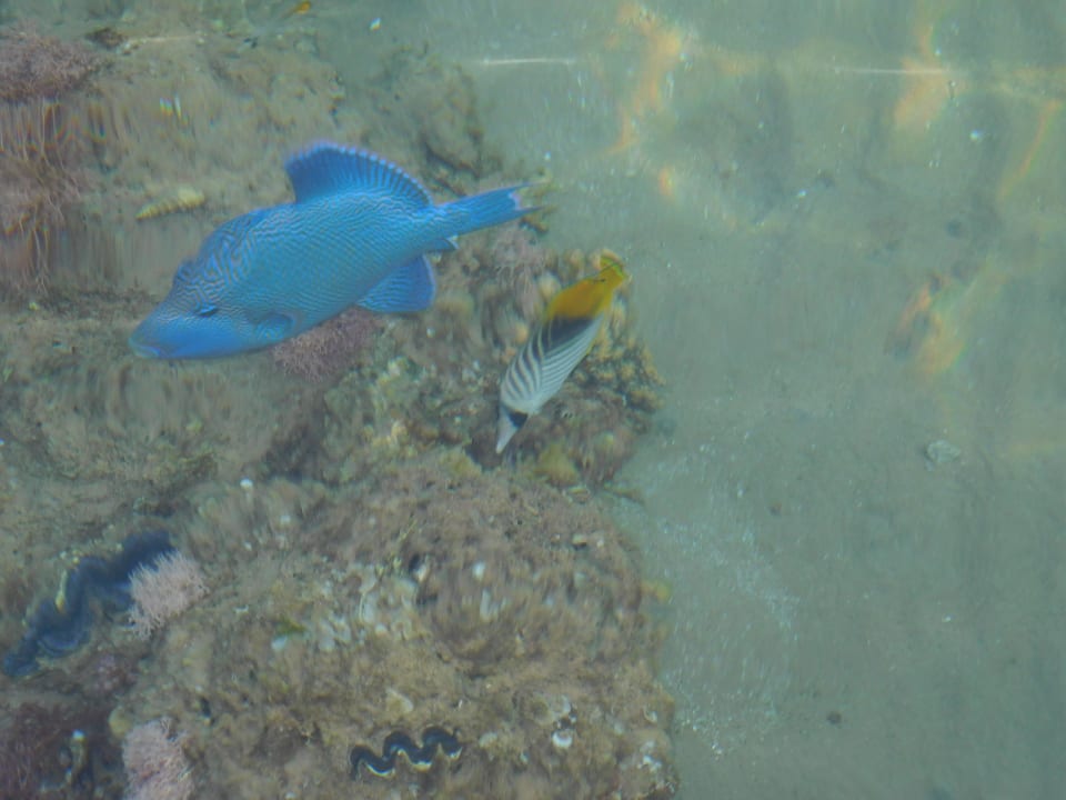 Fisch Pickalbatros Palace Resort