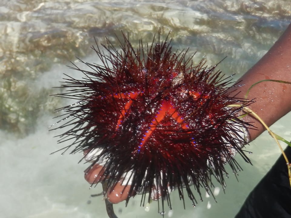 Sehr giftiger Seeigel Neptune Palm Beach Boutique Resort & Spa