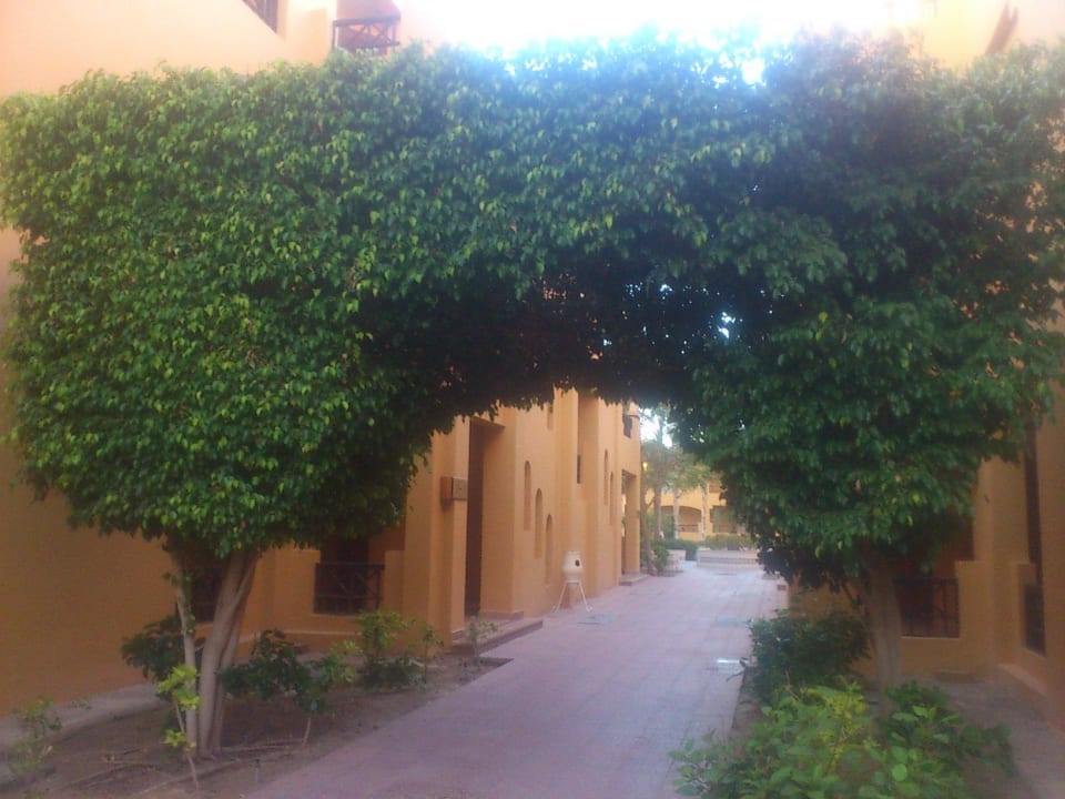 Арка из деревьев Stella Beach Resort & Spa Makadi Bay