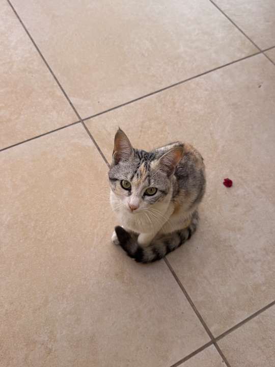 Strand Cleopatra Luxury Resort Makadi Bay