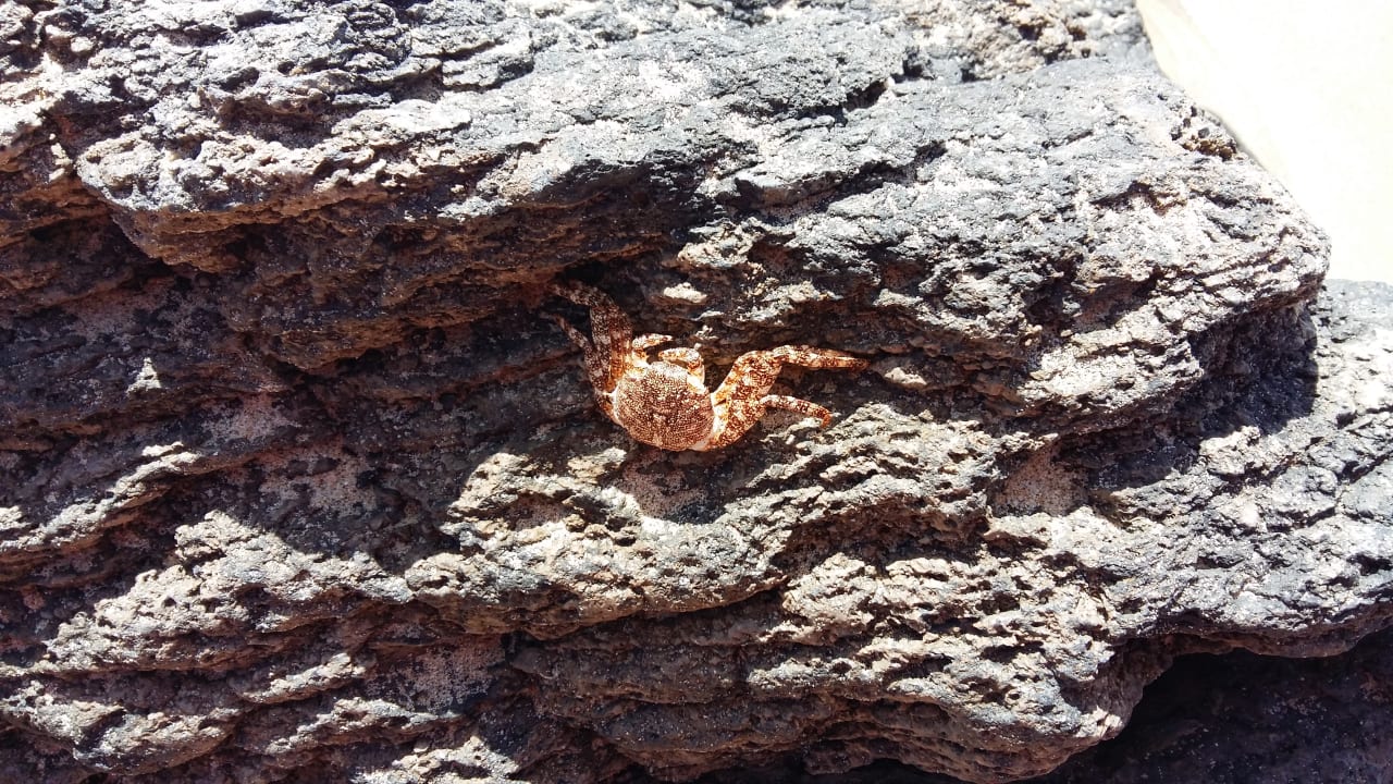 Strand SBH Club Paraiso Playa