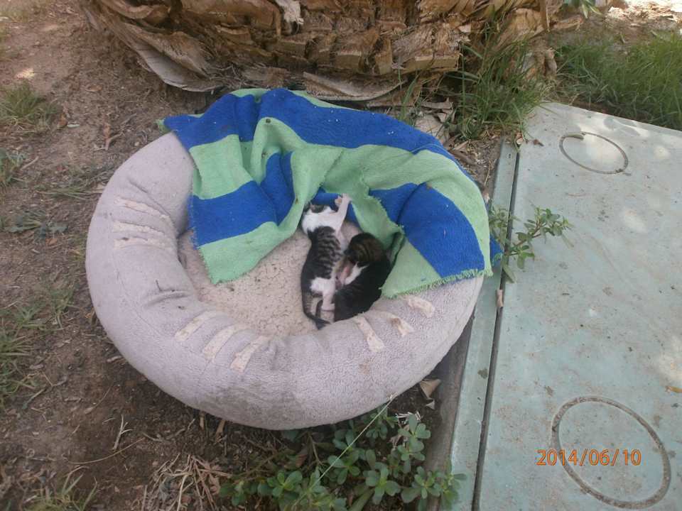 Babykatzen Arabia Azur Resort