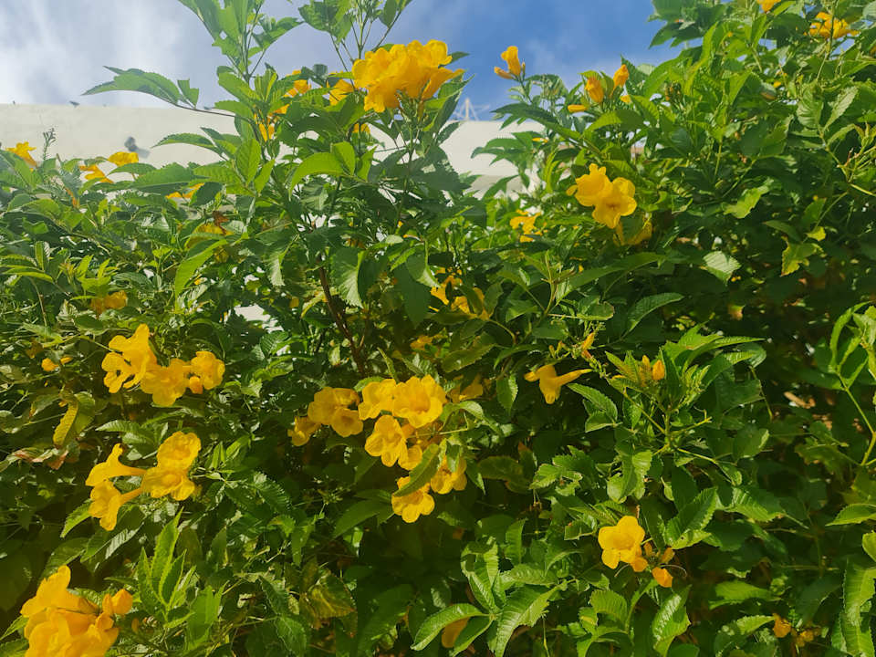 Gartenanlage Mövenpick Waterpark Resort & Spa Soma Bay