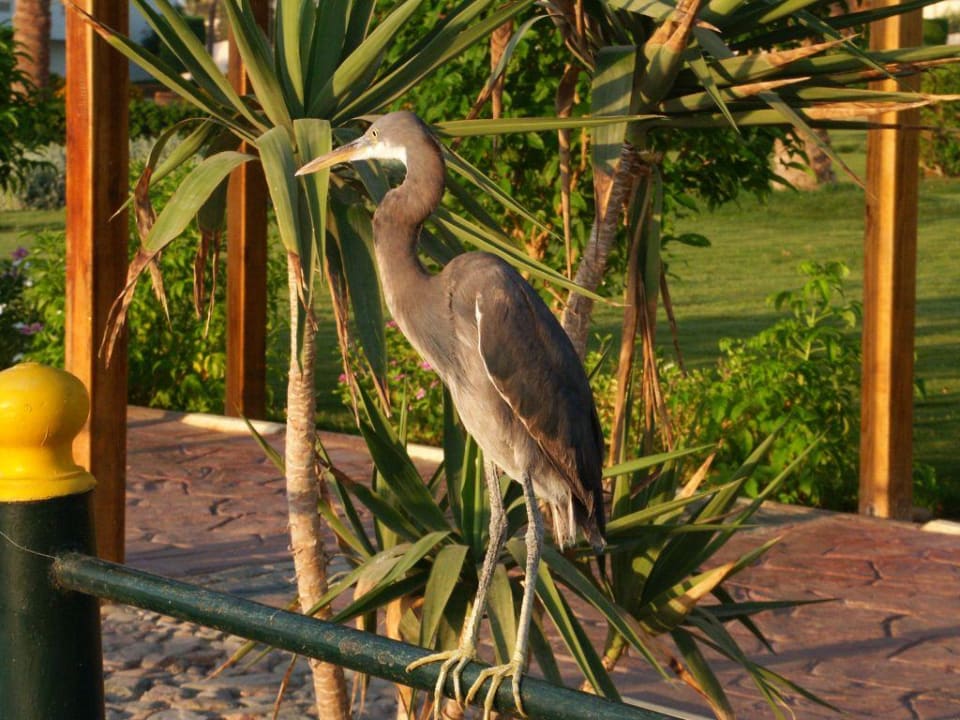 Ein Fischreiher am Hotel in der Lagune Pickalbatros Dana Beach Resort - Hurghada