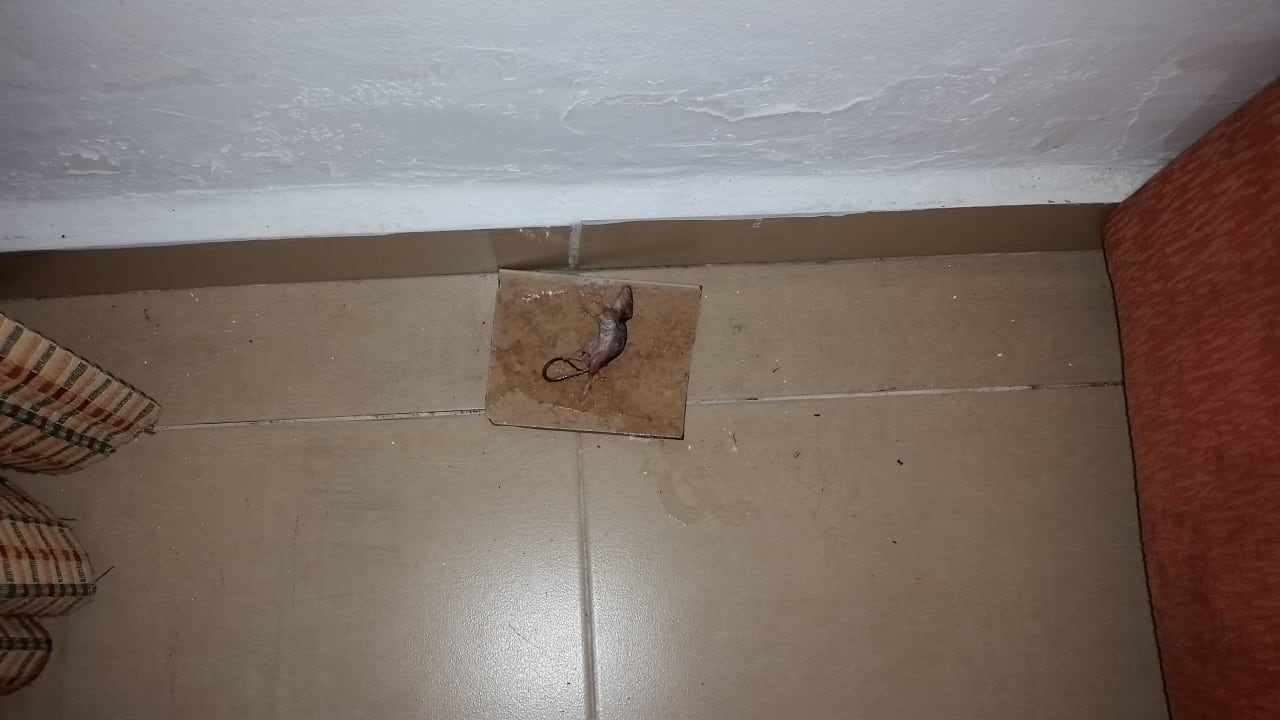 Mausefalle hinterm bett Beach Albatros Resort