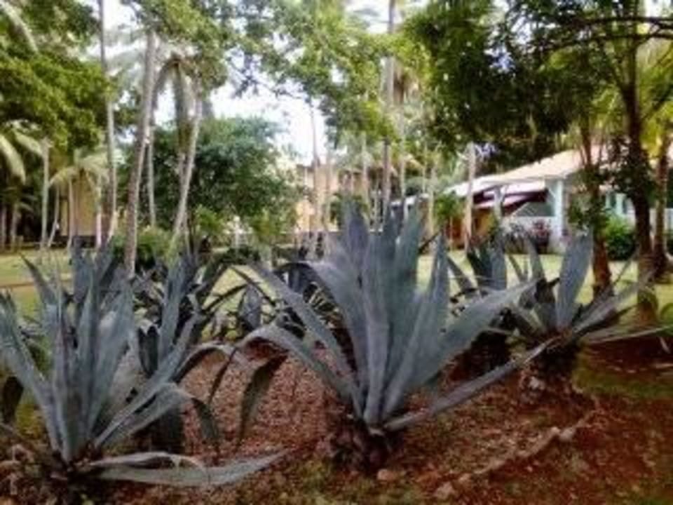 NÄHE EINGANG Wyndham Alltra Samana