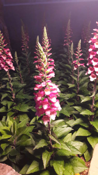 Gartenanlage Arum Barut Collection