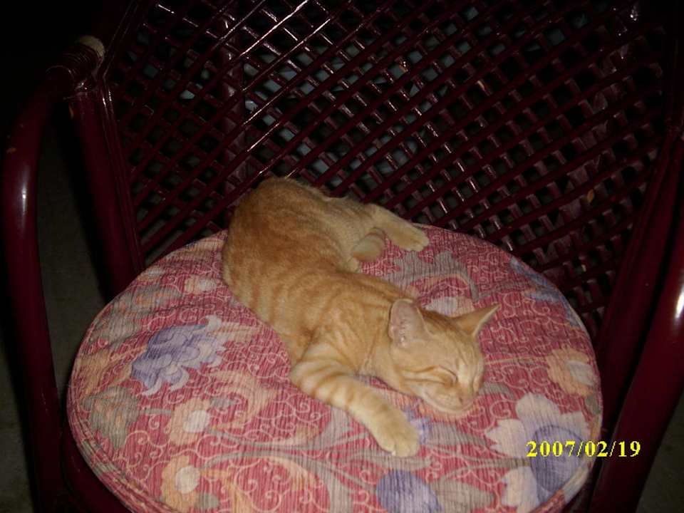 Kätzchen Semoris Hotel