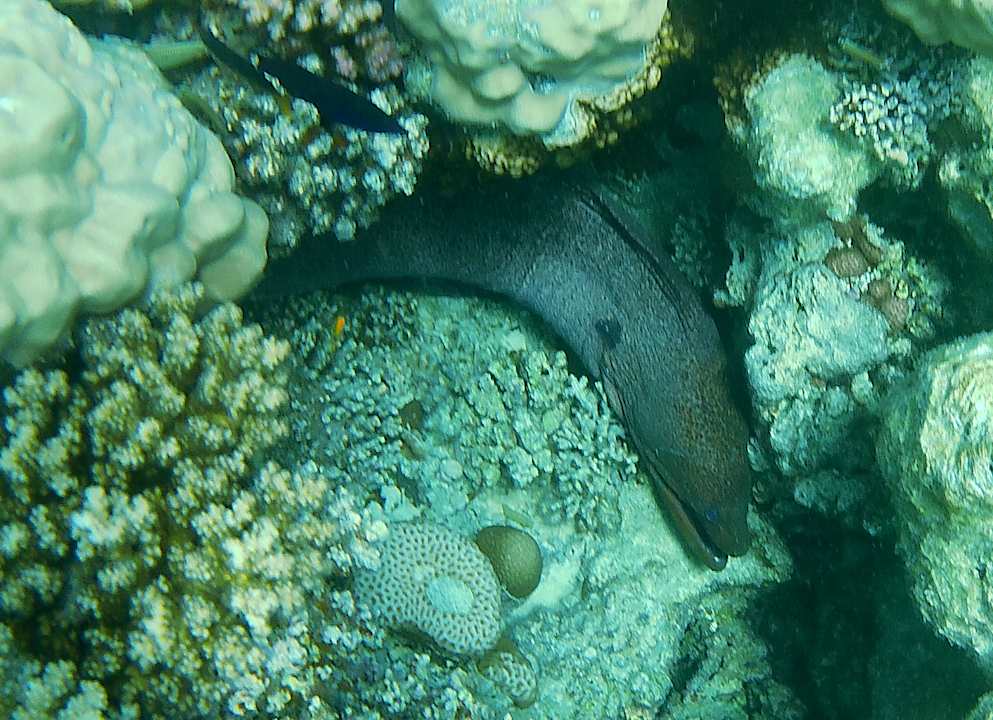 Strand Hotel Sheraton Soma Bay Resort