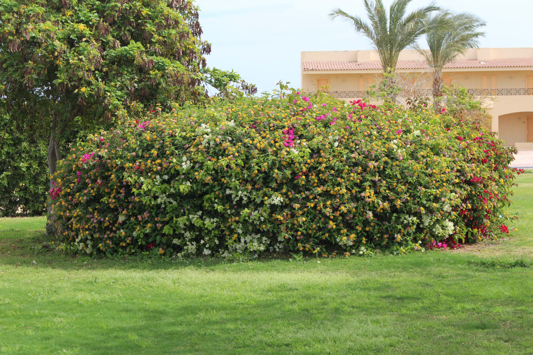 Gartenanlage Cleopatra Luxury Resort Makadi Bay