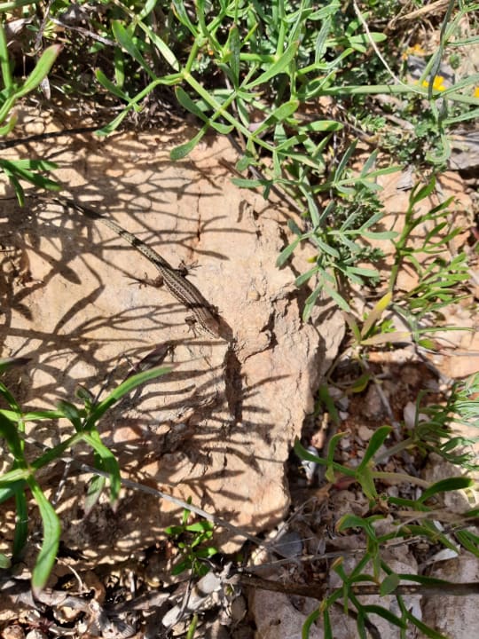 Gartenanlage Hotel Tropic Garden