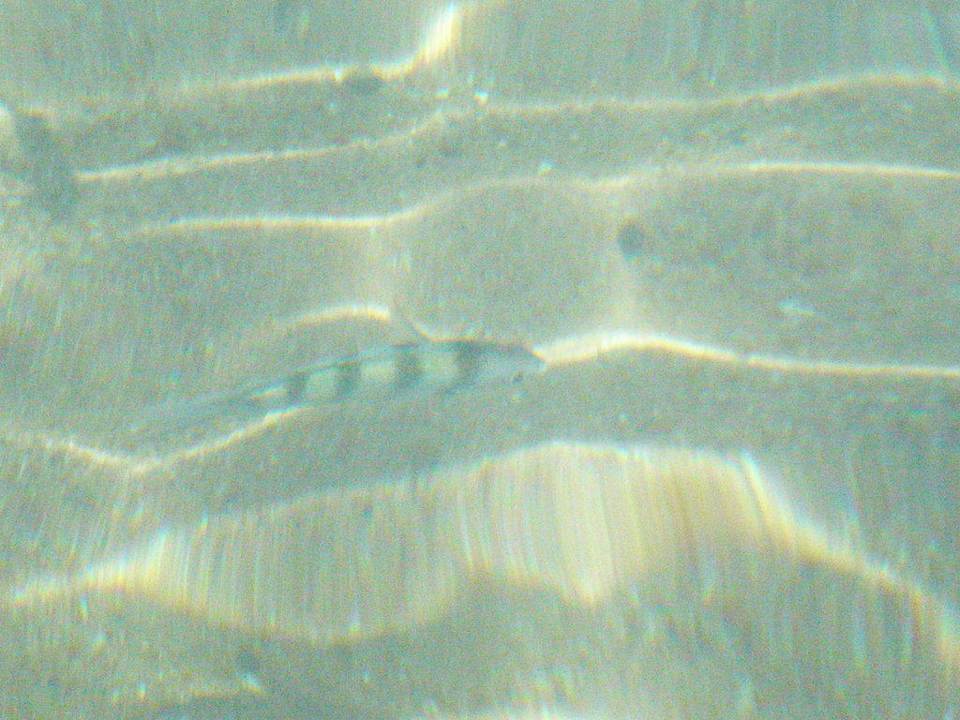 Meer Albatros Sharm Resort