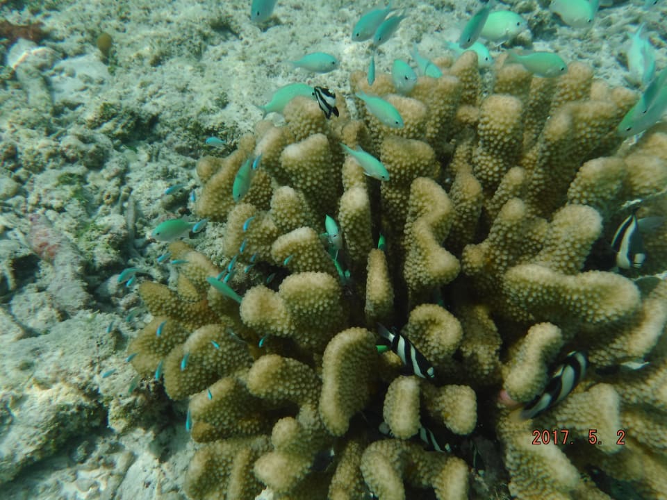 Strand Gangehi Island Resort
