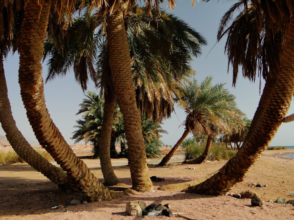 Zbawienny cień w upał.  Happy Life Village