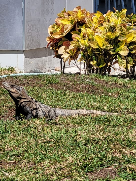 Gartenanlage Hotel Riu Dunamar