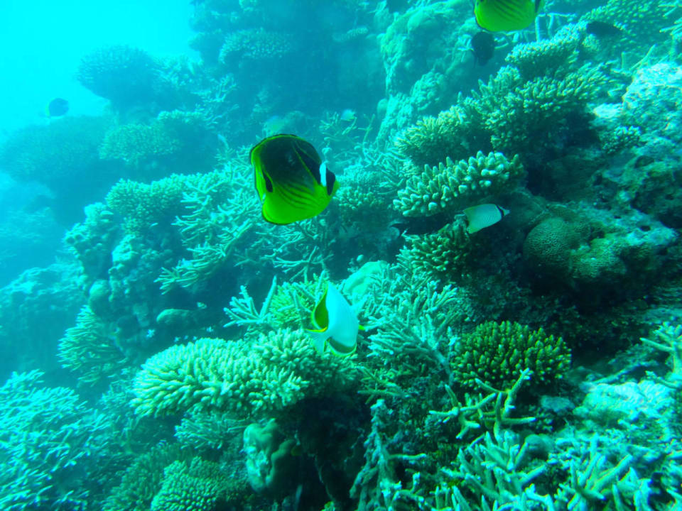Unterwasserwelt Cinnamon Hakuraa Huraa Maldives