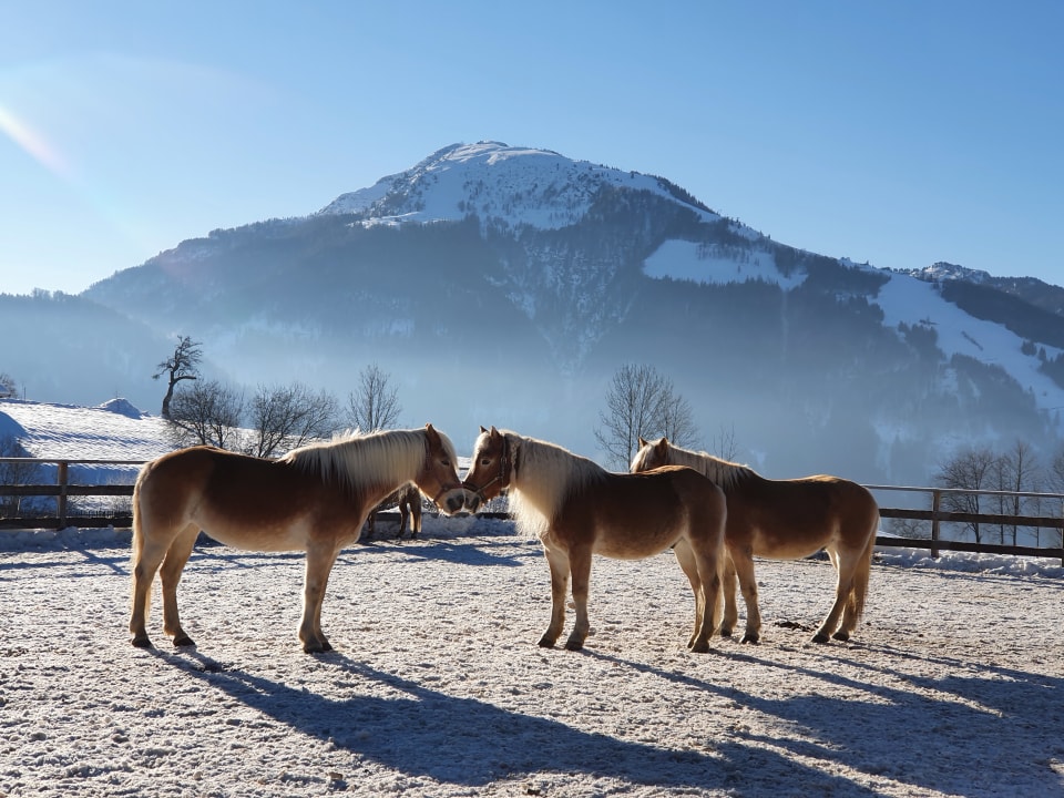Gartenanlage Wohlfühlresort Peternhof