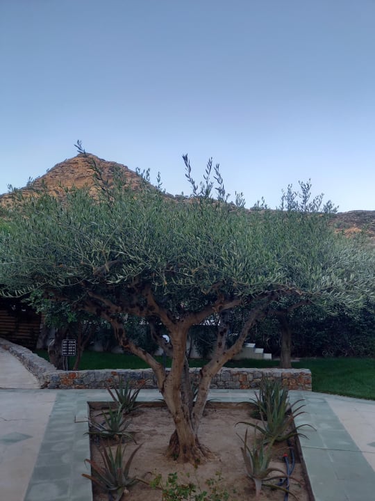 Gartenanlage Paralos Irini Mare