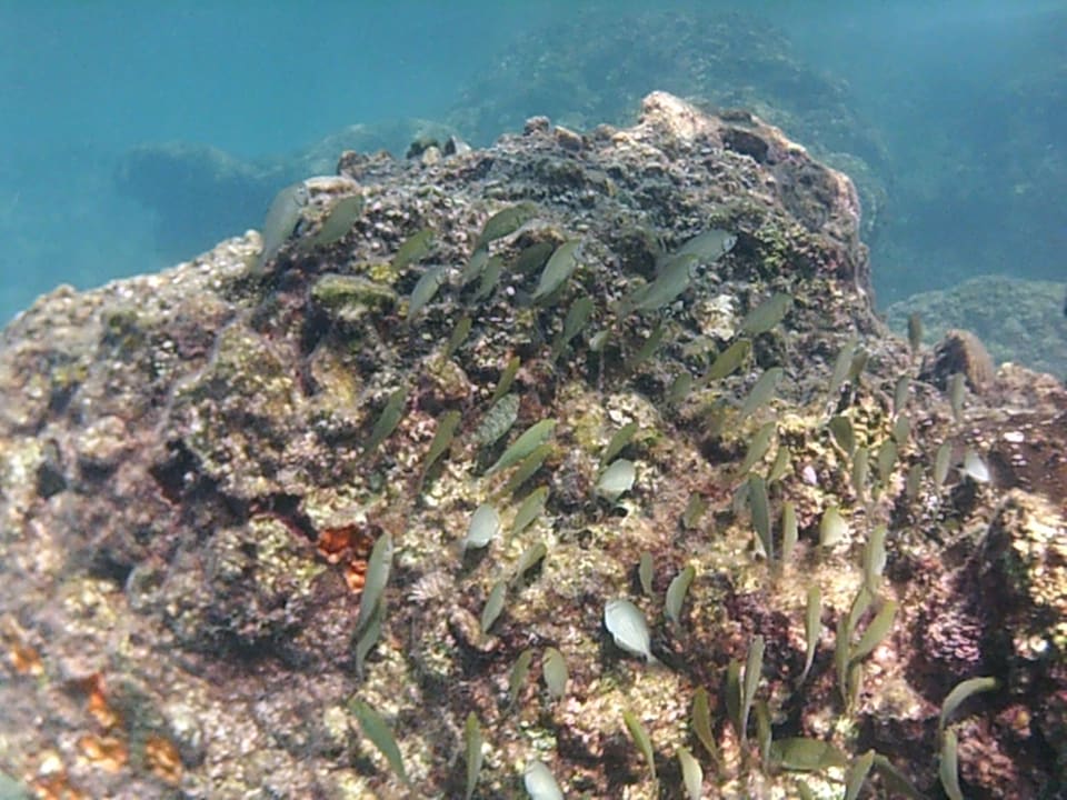 Ausblick Hotel Gardenia Beach