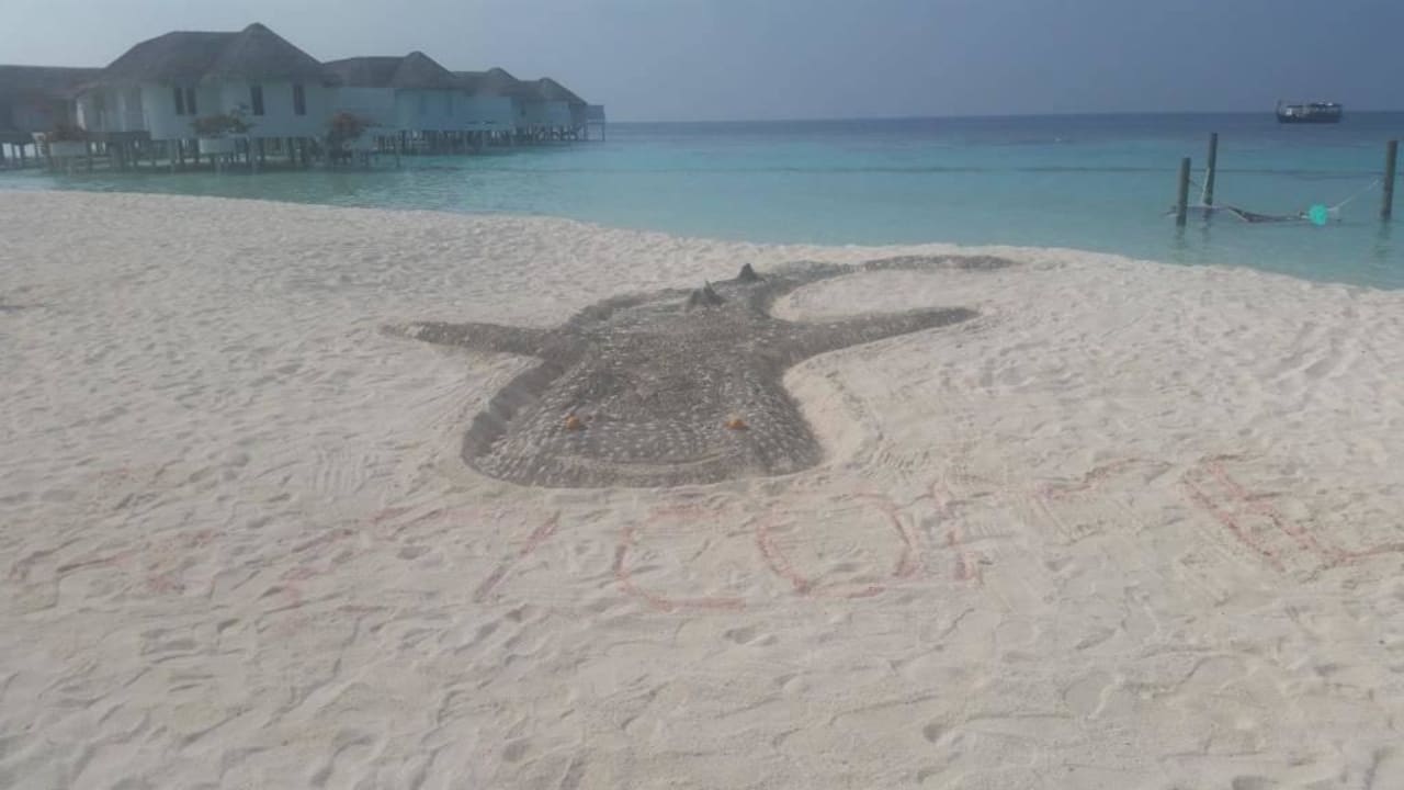 Walhai im Sand vom Beach Grillen, Meer bei Flut Machchafushi Island Resort & Spa Maldives, The Centara Collection