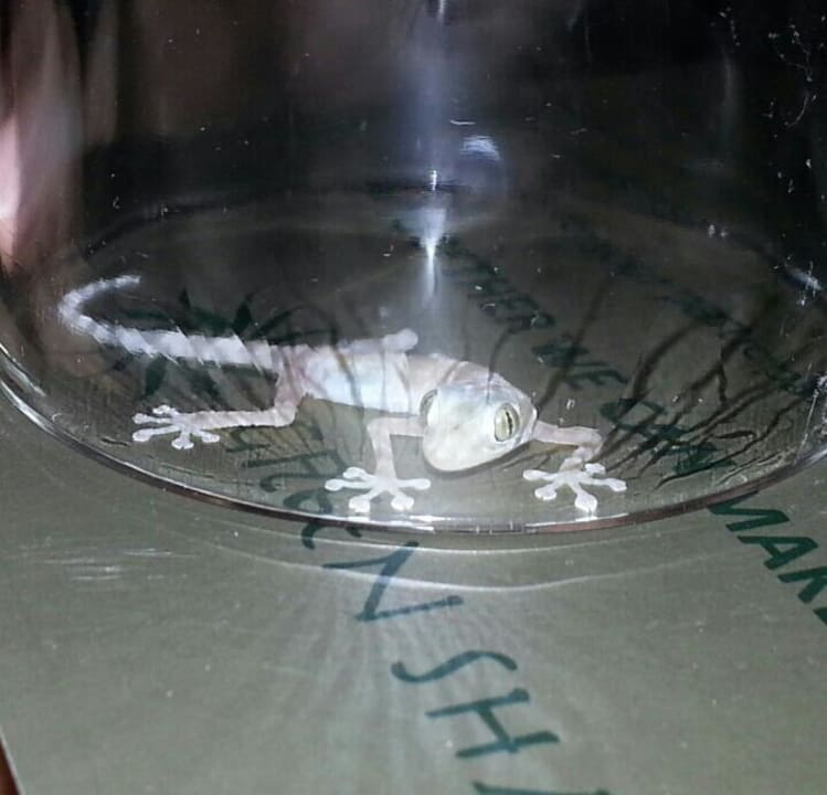 Unser Haustier in 1015 Shams Prestige Abu Soma-Adults Only