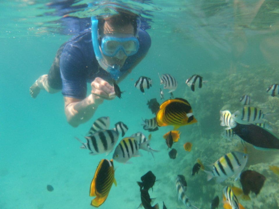 Рыб можно кормить на рифе хлебом Hurghada Long Beach Resort