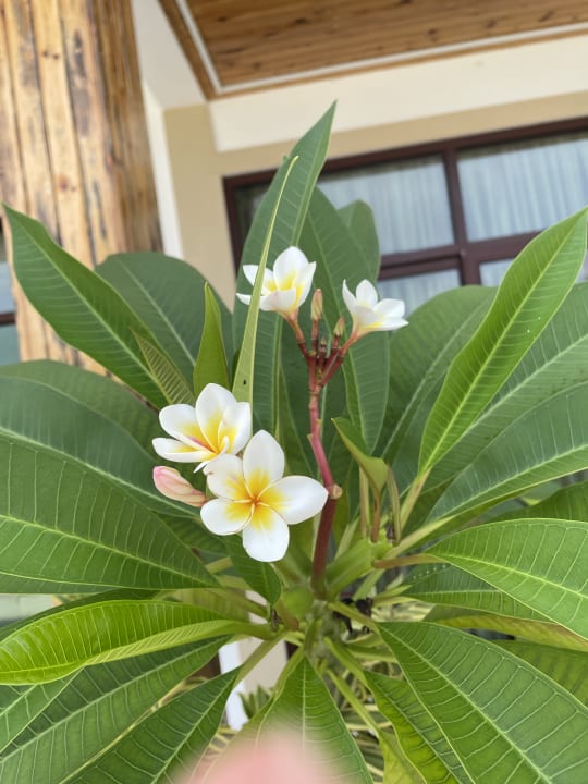 Gartenanlage Annama Lodge and Dive