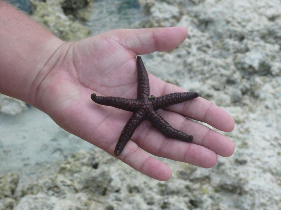 Kleiner Seestern Neptune Pwani Beach Resort & Spa