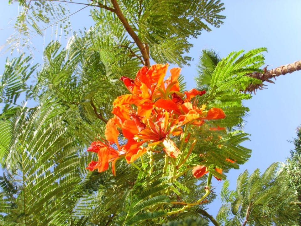 Hotel Four Seasons Resort Four Seasons Resort Sharm El Sheikh