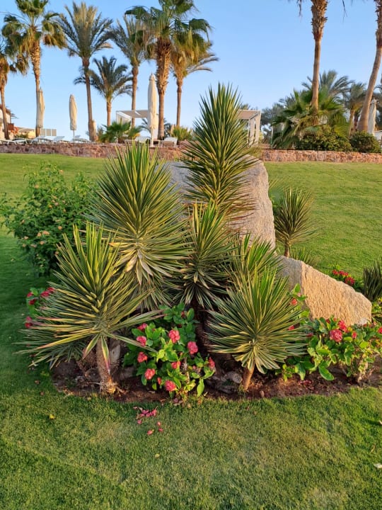 Gartenanlage Steigenberger Coraya Beach - Adults only