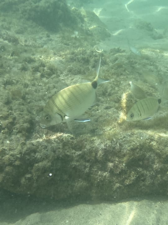 Sport & Freizeit Sentido Pearl Beach Kos – Adults only