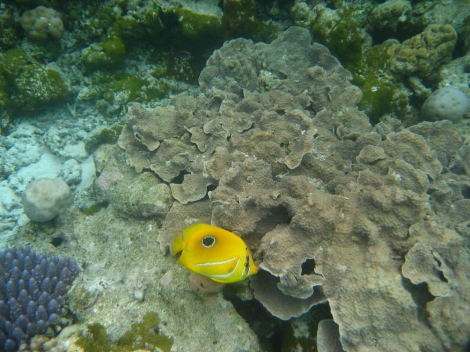Unterwasserwelt Summer Island Maldives