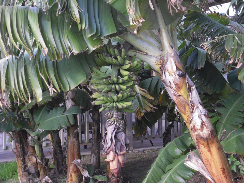 Bananenstauden im Januar Royal Wings Hotel