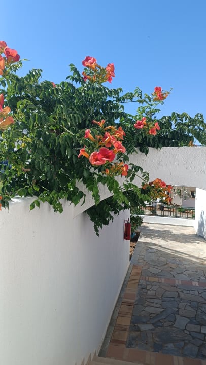 Gartenanlage TUI SUNEO Chrissi Amoudia