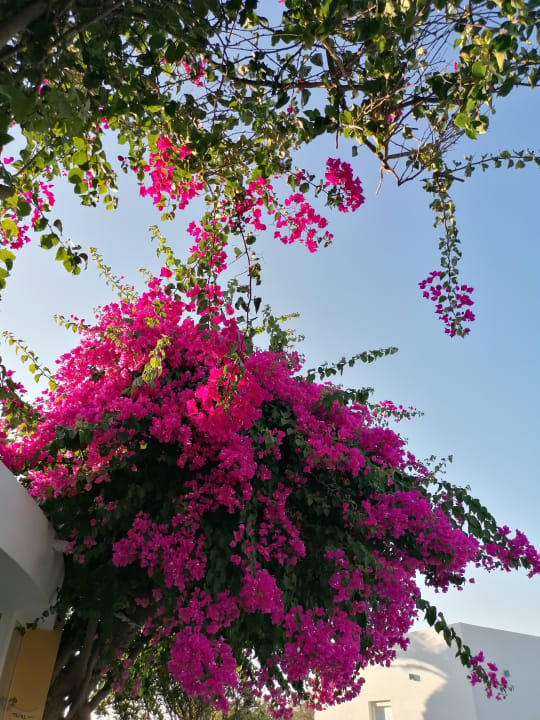 Gartenanlage Mastichari Bay Hotel