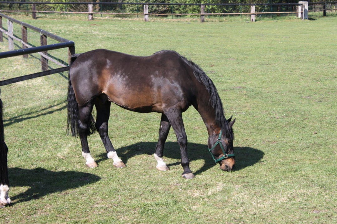 Pferdeweide Ferienhof Zur Alten Fuhrmanns-Schänke