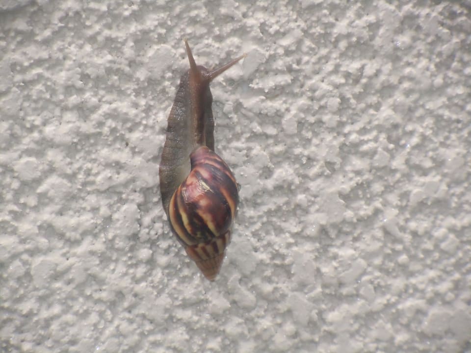 Schnecke Kempinski Seychelles Resort