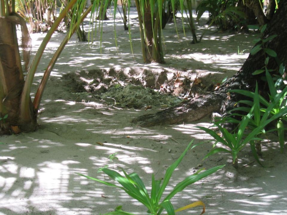 Loch mitten auf der Insel Eri Maldives