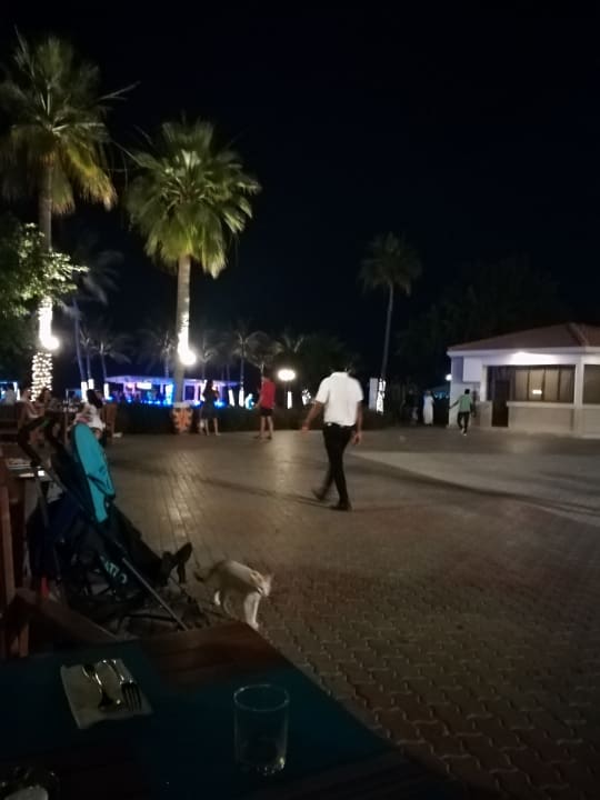 Gartenanlage am Abend  BM Beach Resort