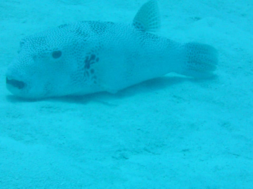 Unterwasserwelt Summer Island Maldives