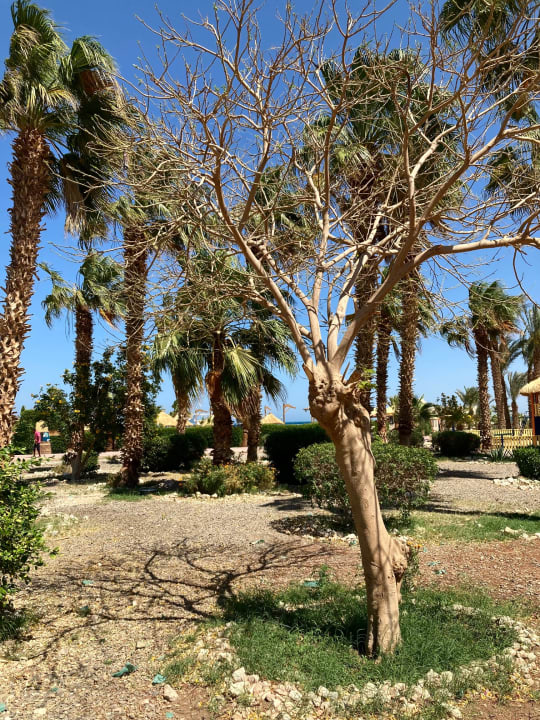 Gartenanlage Lotus Bay Beach Resort