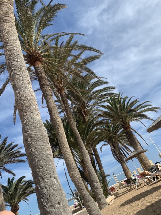 Gartenanlage Hotel Riu Oliva Beach - Hotel