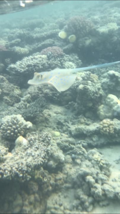 Strand Stella Beach Resort & Spa Makadi Bay