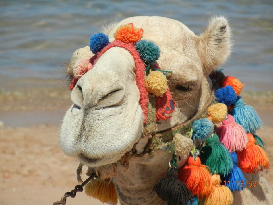 Immer am Strand =D Jaz Makadi Gardens - TUI BLUE Makadi Gardens - Adults Friendly 16 Years Plus