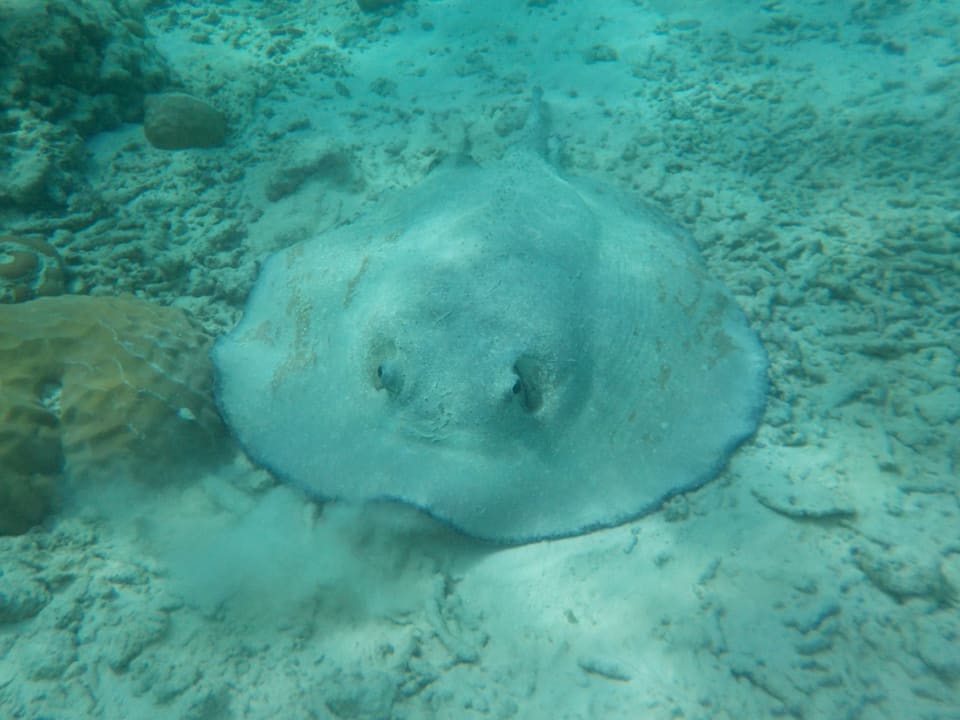 Sport & Freizeit Adaaran Select Meedhupparu Island Resort - Premium All Inclusive