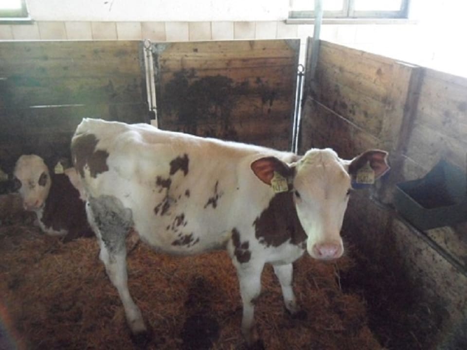 Sonstiges Griesbichlhof